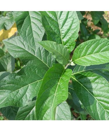 Bitter Leaf Tea 50g - Buy Online on GoSupps.com