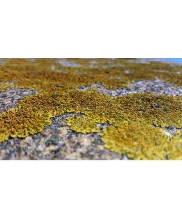 WonderLand Herbs Xanthoparmelia Scabrosa Extract Powder - 3.53 Oz | Pure and Potent - Buy Online on GoSupps.com