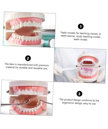 Kichouse Toy 1 PC Tooth Model - Standard Typodonto Dental Health Model for Kids | Eco-Friendly Plastic - Buy Online on GoSupps.com