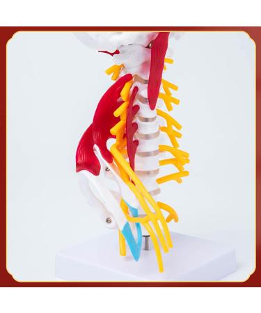 Human Cervical Spine Model Body Model Learning Props Cervical Spine Muscle and Nerve Anatomy Spine Bone Model - Buy Online on GoSupps.com