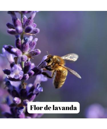 L'abella Mel - Lavender honey - Natural honey harvested in Spain (3 kg) - Buy Online on GoSupps.com