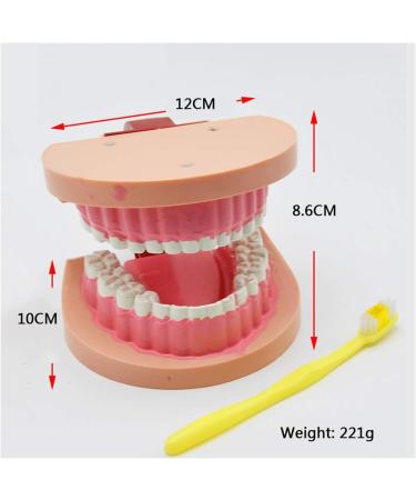 Dytah Dental Teeth Model - Realistic Typodont with Visible Gingiva for Practice & Study | Ideal Dental Teaching Tool - Buy Online on GoSupps.com