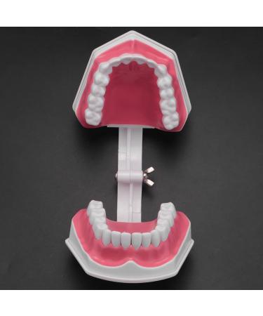 MDYBF Tooth Model - Anatomical Typodont for Brushing & Flossing Demonstration | Ideal for Dental Education - Buy Online on GoSupps.com
