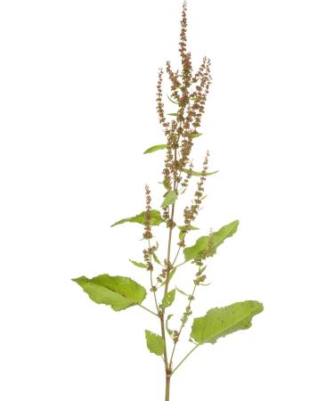 Great Water Dock Root Tea | Rumex Hydrolapathum L | Patience D'Eau Racine Tisane | Health Embassy (50g) - Buy Online on GoSupps.com