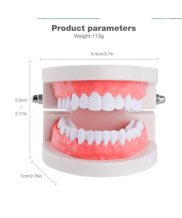 Faruijie Tooth Model | Ideal Dental Learning Tool for Students & Kids - Buy Online on GoSupps.com