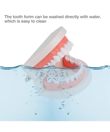 Faruijie Tooth Model | Ideal Dental Learning Tool for Students & Kids - Buy Online on GoSupps.com
