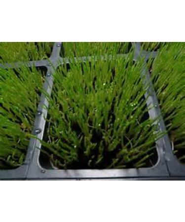 Organic Whole Barley Seeds for Barley Grass Juice & Sprouting - 8oz Resealable Pouch for Brewing & Malting - Buy Online on GoSupps.com