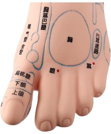 Mengmen 19 cm Foot Reflexology Model - Acupuncture Point Guide for Acupuncture Therapy | International Shipping - Buy Online on GoSupps.com
