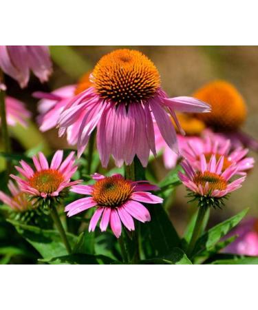 Hua Xian Zi Echinacea Purple Flower Seeds - 2000 Coneflower Seeds for International Shipping - Buy Online on GoSupps.com