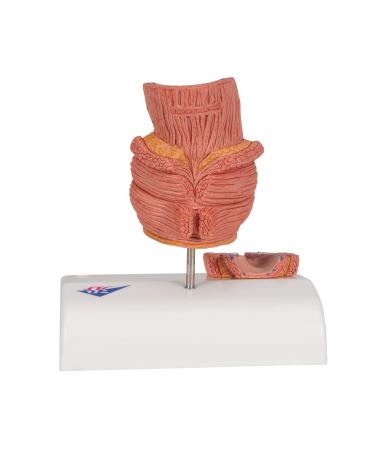 3B Scientific K27 Hemorrhoid Model with Smart Anatomy | Educational Tool - Buy Online on GoSupps.com