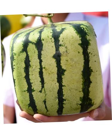 Uonlytech Fruit Vegetables Cucumber Molds for Garden Stair Basket Vegetable Molds Tool Forming Machine Pumpkin 15x15cm Transparent - Buy Online on GoSupps.com