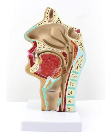 Model of The Nasal Cavity - 1: 1 Life Size Oral Neck Anatomical Model Nasopharyngeal cave - Training aid Medical Training Materials - Buy Online on GoSupps.com
