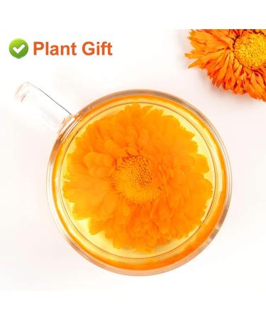 PlantGift Calendula Tea 35G/1.23oz Herbal Tea (Calendula Officinalis) Marigold Tea Pure Herbal Tea Caffeine-Free No GMOs Chinese Tea - Buy Online on GoSupps.com