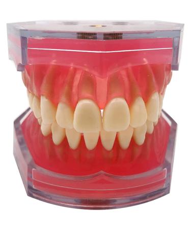 PURFWOG Dental Teeth Model Full Mouth Disassembled Dental Model Teeth Crown Model Soft Gums for Dental School Study Teaching
