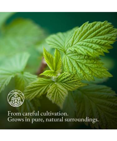 Raspberry Leaf Tea (300g) Monte Nativo Premium quality Birth preparation Pregnancy tea Gently cut and dried 100% natural No added sugar No additives Raspberry leaves Women's tea - Buy Online on GoSupps.com