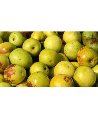 Natural Code - Dried Black Jujube 454g/1lb - Dried Chinese Black Dates - Fructus Jujubae - Da Zao - Hei Zao - - - - - Smoked Dried Chinese Date - Smoked Dried Jujube - Non GMO - Vegan - No Preservatives or Additives - 100% Natural - Buy Online on GoSupps.com