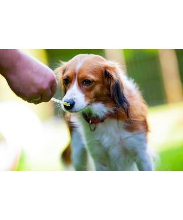 ANCEVIA Fresh Black Seed Oil 100ml for Dogs Pre-Order Now - Freshly Pressed to Order - Cold Pressed NATI Egyptian - Buy Online on GoSupps.com
