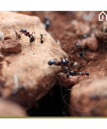 AntHouse - Acrylic Ant Hill | Educational Kit 10 x 20 x 1'3 cm | Mushroom Ant Farm | Black - Buy Online on GoSupps.com