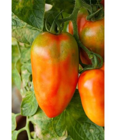 Buy Kiepenkerl 393 San Marzano Tomato Seeds - Premium Quality for International Shipping - Buy Online on GoSupps.com