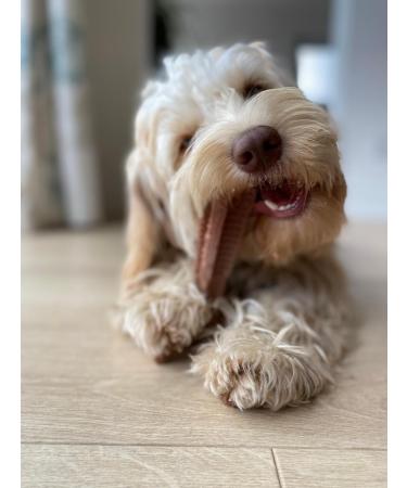 Bamboodles Peanut Butter T-Bone Dog Chew Toy - Medium | Durable & Natural Chew for Dogs - Buy Online on GoSupps.com