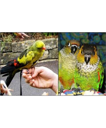 AVIATOR Bird Harness & Leash - XXS Red Made in America | Best International Shipping for Pet Birds - Buy Online on GoSupps.com