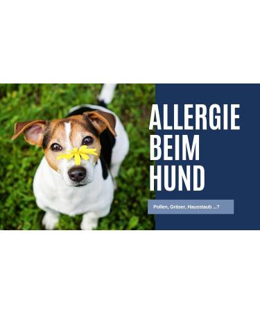 Buy V-Point Allergo Plus for Dogs - Herbal Allergy Relief Powder (250g) for Pollen Grass Dust | Premium Black Cumin Rose Hip & Ginger Formula - Buy Online on GoSupps.com
