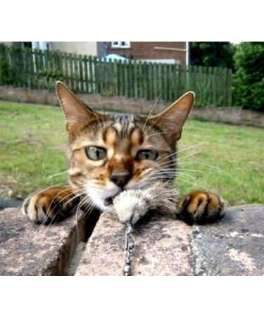 Purrs Ratatouille attachment- Fits PurrSuit Frenzy & DaBird wand Cat Toys - Buy Online on GoSupps.com