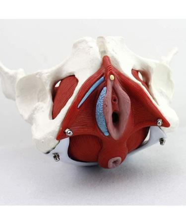 Female Pelvis Skeleton Model Life Size Pelvic Floor Model with Muscles Colored Female Pelvis with 4 Removable Parts for Nursing Practice Health Education Teaching