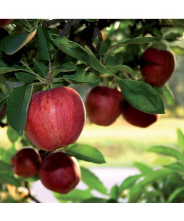 New Nordic Hair Volume Shampoo 8.5 fl oz - Boost & Thicken Hair Naturally - Buy Online on GoSupps.com