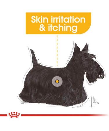 Royal Canin Dermacomfort Wet Pouches Adult Dog Food 85g (Pack of 12) - Buy Online on GoSupps.com