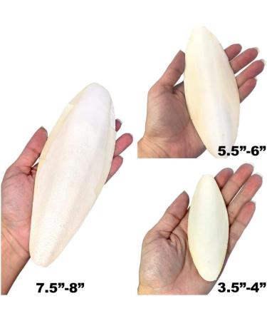 6 Bulk Cuttlebone for Cockatiels, Parakeets, Budgies, Finches, Canaries, Lovebirds, Conures, Mynahs, Toucans, African Greys - 4lbs | Birds LOVE - Buy Online on GoSupps.com