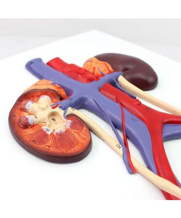 Human Urinary System Model-Ureter Bladder and Urethra Model-This Model is Composed of Kidney Ureter Bladder Bladder Arteries and Veins - Buy Online on GoSupps.com