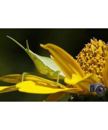 Raynox DCR-150 Snap-On Macro Lens - Enhance Your Photography with Precision - Buy Online on GoSupps.com