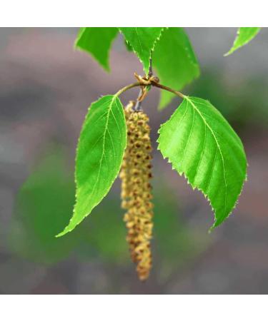 Buy Sinesia Take A Nap Massage Oil | Antioxidant Hair & Facial Treatment | Hydrating Scalp Oil with Jojoba Olive & Macadamia - 3.2 oz - International Shipping - Buy Online on GoSupps.com