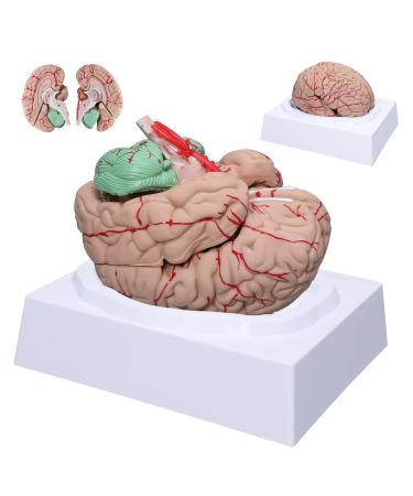 Dog Hip Joint Skeleton Medical Model Veterinarian Lessons Dog Skeleton Veterinary Veterinary Medicine Animal Model