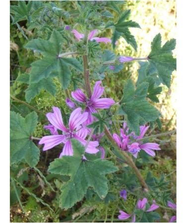 Herboristeria du Valmont Mauve Flowers Herbal Tea 125 grams - Buy Online on GoSupps.com