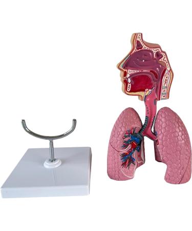 Human Lung Model Human Nasal Cavity Throat Anatomy Model Lung Model Teaching Tool Study Tools for Anatomy and Physiology Students Display Teaching Tool