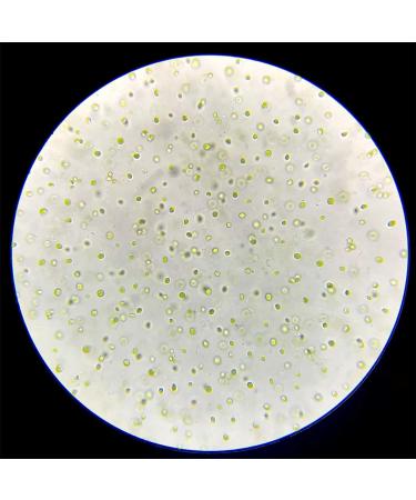 GREEN WATER FARM Concentrated Chlorella Powder for Feeding Crustaceans - Daphnia Moina Rotifer Fairy Shrimp and Other Live Fish Food - Buy Online on GoSupps.com