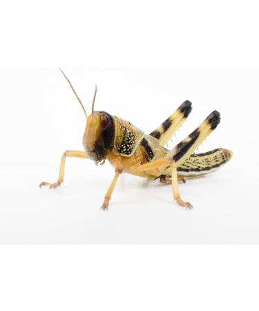 Livefoods4u Medium Locust Live Food (12-20mm) - Perfect for Reptiles - Sustainably bred (Tub of 50) - Buy Online on GoSupps.com