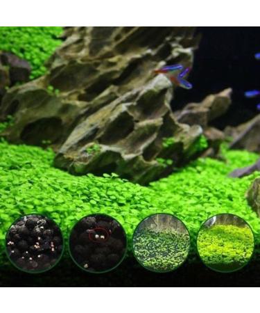 Haloppe 600 Pcs Water Grass Flowers Plant Seeds | Aquatic Plants for Home Garden & Aquarium Decoration - Buy Online on GoSupps.com