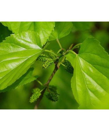 cn herb 250g Mulberry Leaf Tea Grows Naturally and Is Artificially Stepped on In Mulberry Leaf Bulk - Buy Online on GoSupps.com