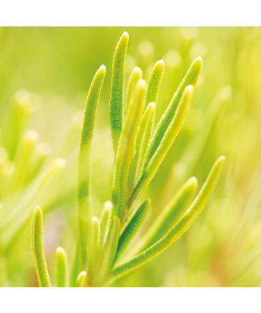 Weleda Rosemary Invigorating Bath Milk 200ml - Natural Bath Soak for Refreshed Skin - Buy Online on GoSupps.com