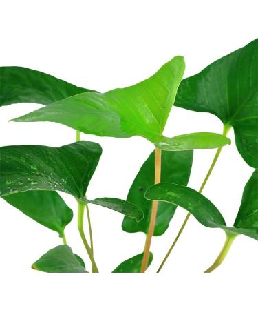 Tropica Anubias gracilis - Buy Online on GoSupps.com