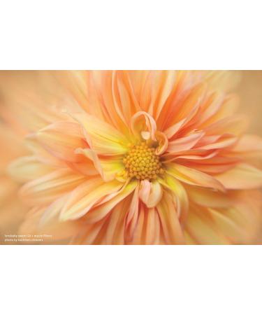 Lensbaby 46mm Macro Filter Kit - Explore Close-Up Photography - Buy Online on GoSupps.com