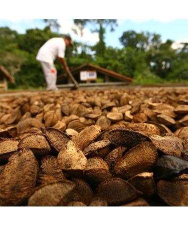 Organic Amazon Andes Brazil Nuts Oil Softgel Capsules 500mg x 100 - Selenium & Zinc Rich, Vegan, Non-GMO, Gluten-Free - Buy Online on GoSupps.com