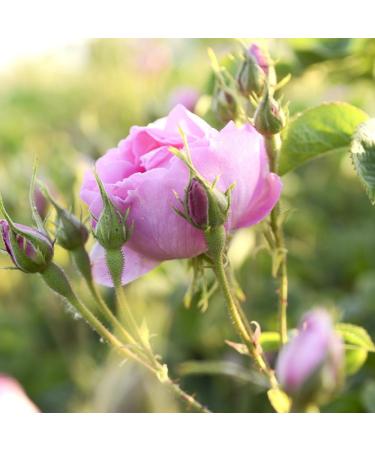 100% Pure Natural Vegan Turkish Rosewater 300ml/10 oz - Hydrating Face Toner - Buy Online on GoSupps.com