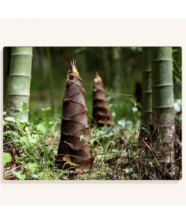 Dried Bamboo Shoots Sungan (250g(0.55pounds)) - Buy Online on GoSupps.com