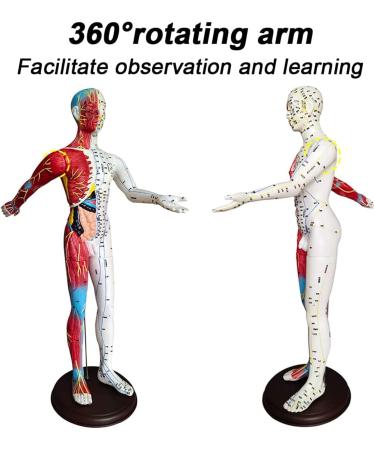60cm Acupuncture and Muscle Anatomical Male Model Pressure Point and Meridians for Acupuncturists and Other Medical Professionals Training Teaching Education Supplies - Buy Online on GoSupps.com