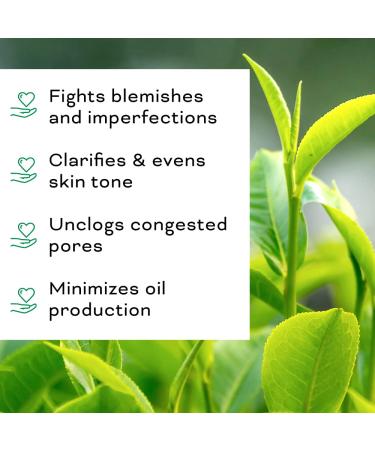 Beauty Foundry Clarifying Tea Tree Facial Oil Targets Acne and Uneven Skin Tone Antioxidant-Rich Beauty Oil 1-fl oz/30ml (1 Pack) - Buy Online on GoSupps.com