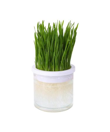 WOBBLO Grass Planter for Indoor Cats Transparent Hydroponic Planter for Cat Lawn Sprout Tray Pet Accessory Cat Pot Easy to Grow Prevents White